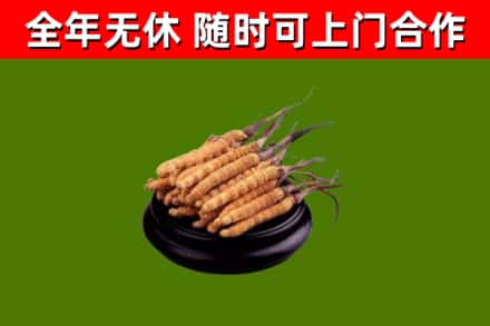 湖州回收散虫草